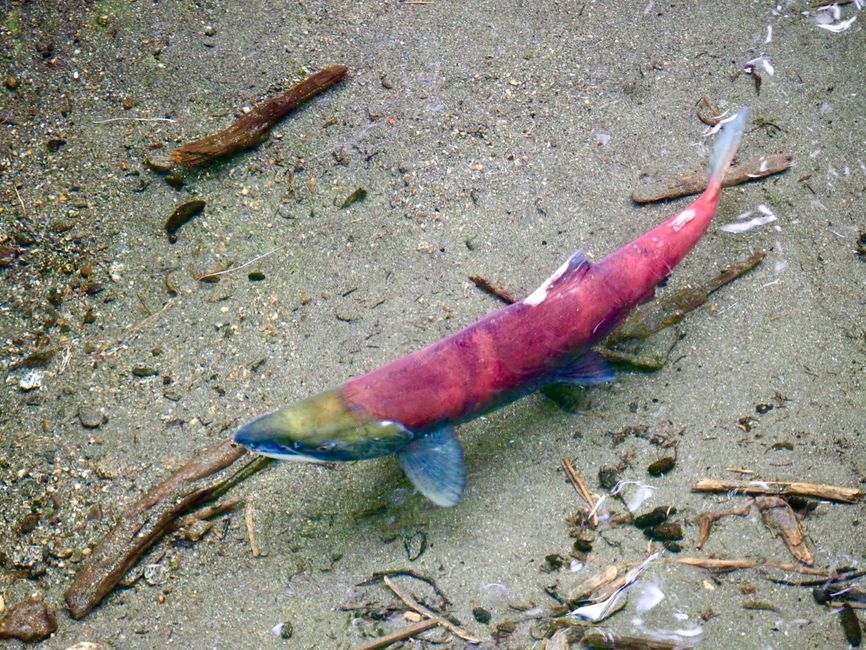 Vibrant sockeye salmon swimming through an Alaskan riverbed.